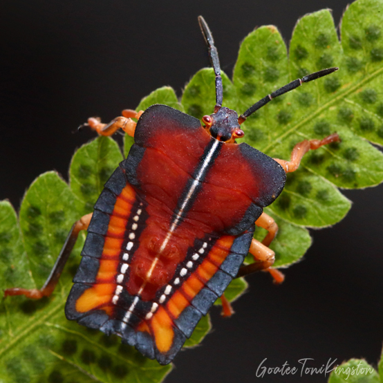 Lychee stink bug nymph, Hong Kong