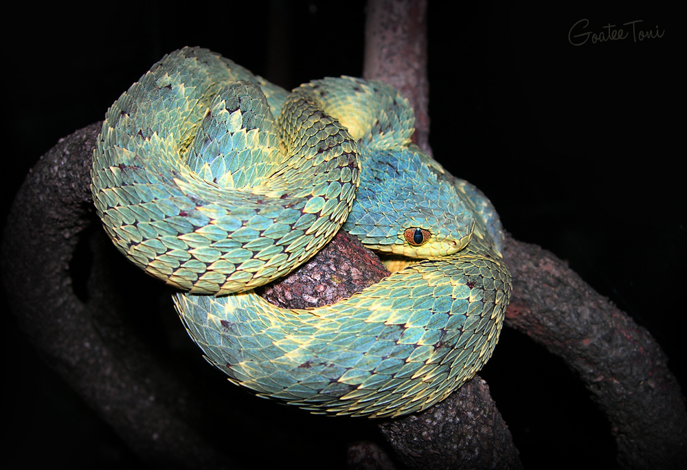 popatochisp — exotic-venom: (Atheris squamigera) variable bush