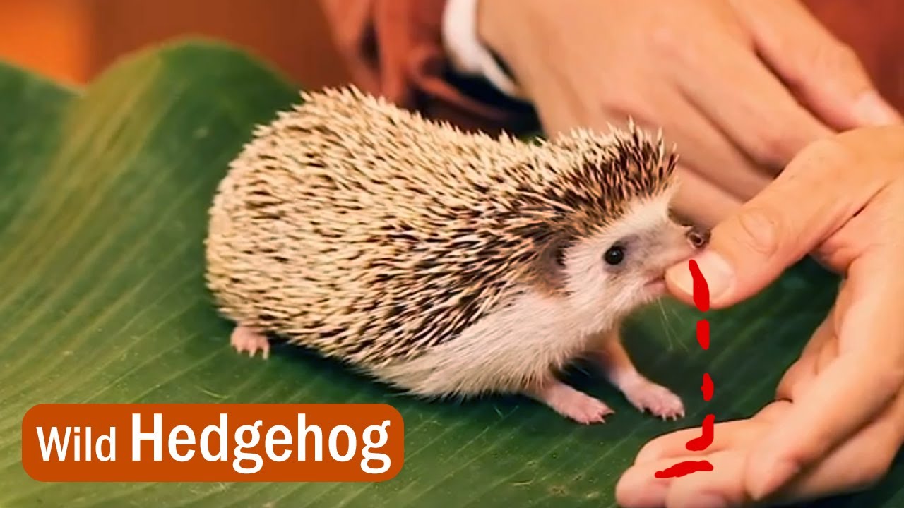Wild Hedgehog Facts & Differences From Porcupines, Echidnas, and Tenrecs