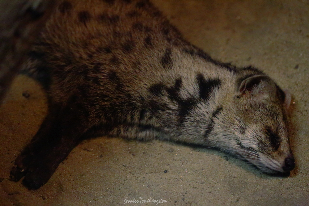 Small Indian Civet – Hong Kong Wildlife |  小靈貓 – 香港野生動物